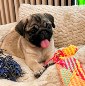 Pug puppy for sale
