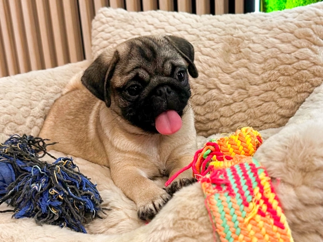 Pug puppy for sale