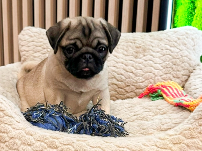 Pug puppy for sale