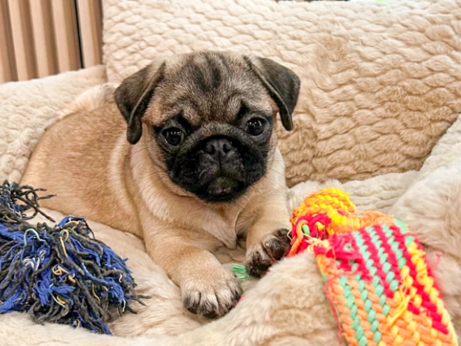 Pug puppy for sale