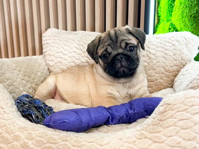 Pug puppy for sale