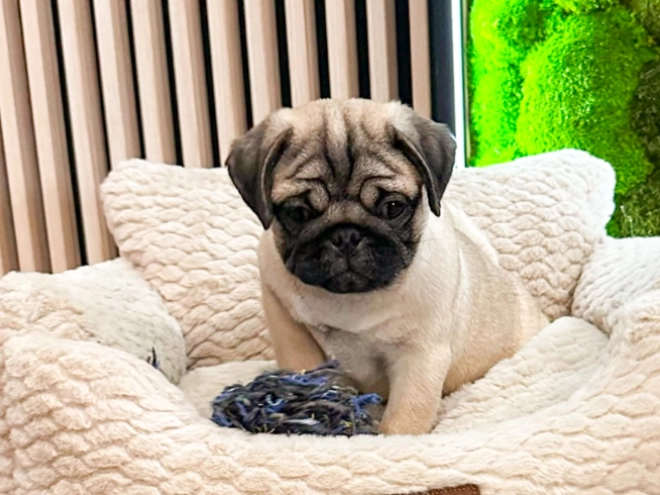 Pug puppy for sale