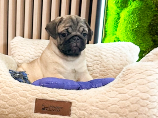 Pug puppy for sale