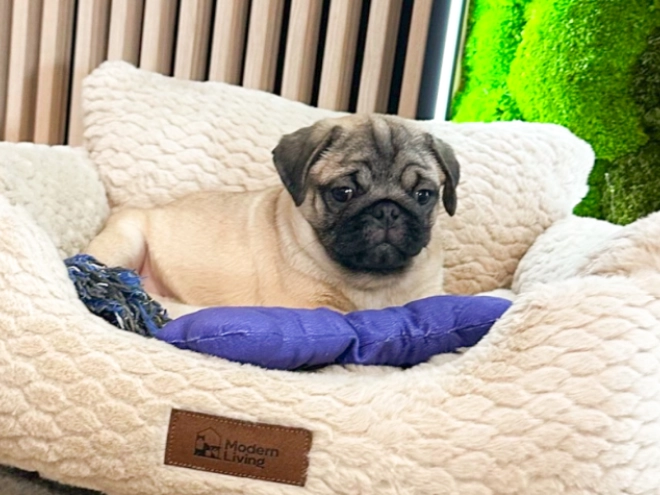 Pug puppy for sale