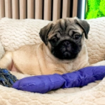 Frank the Pug, fawn Pug for sale