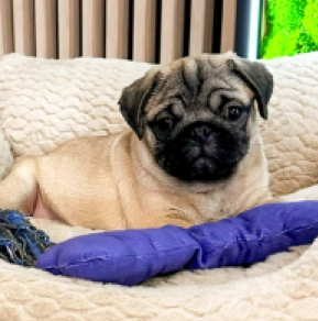 Pug puppy for sale