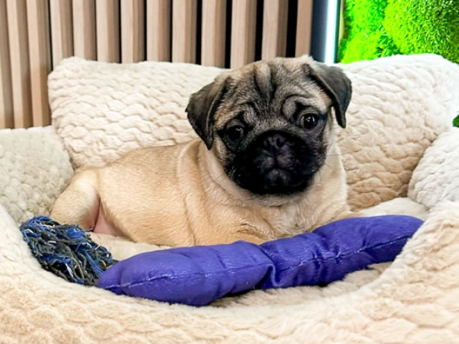 Pug puppy for sale