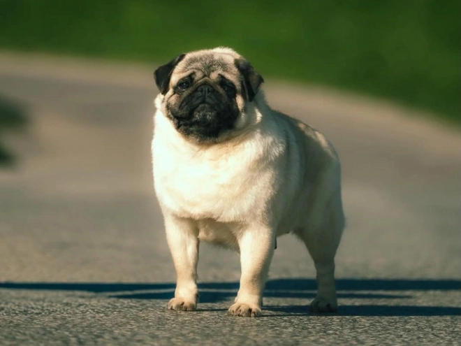 Pug puppy for sale