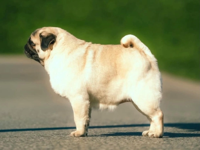 Pug puppy for sale