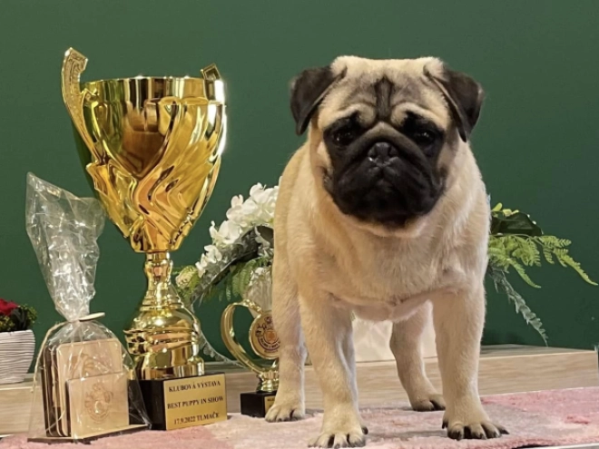 Pug puppy for sale