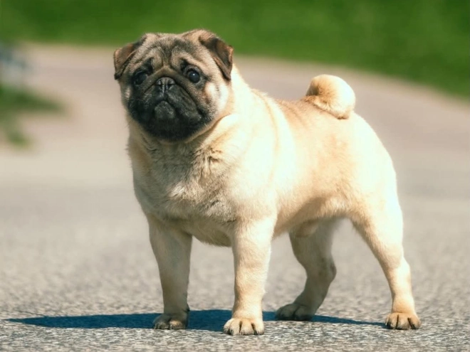 Pug puppy for sale