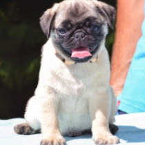 Warrior, fawn Pug for sale