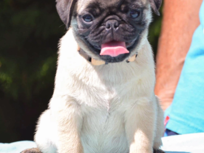 Pug puppy for sale