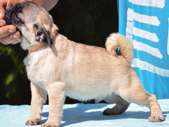 Pug puppy for sale