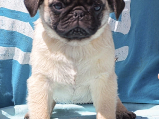 Pug puppy for sale