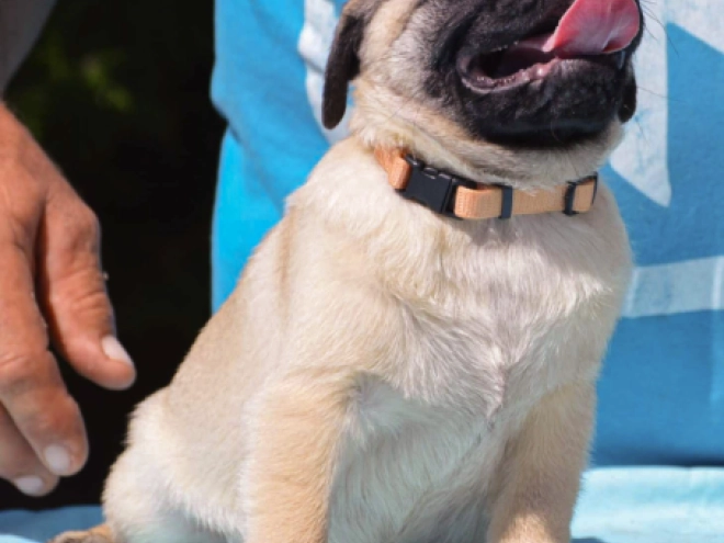 Pug puppy for sale