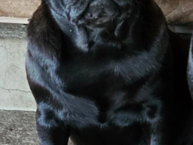 Pug puppy for sale