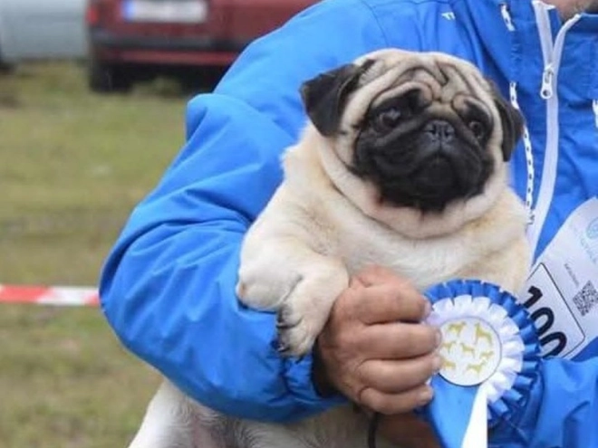 Pug puppy for sale