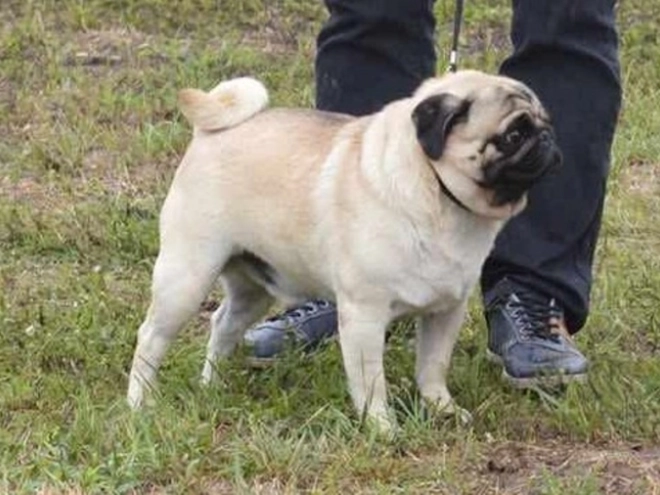 Pug puppy for sale