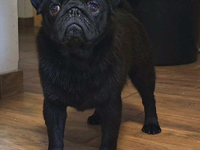 Pug puppy for sale