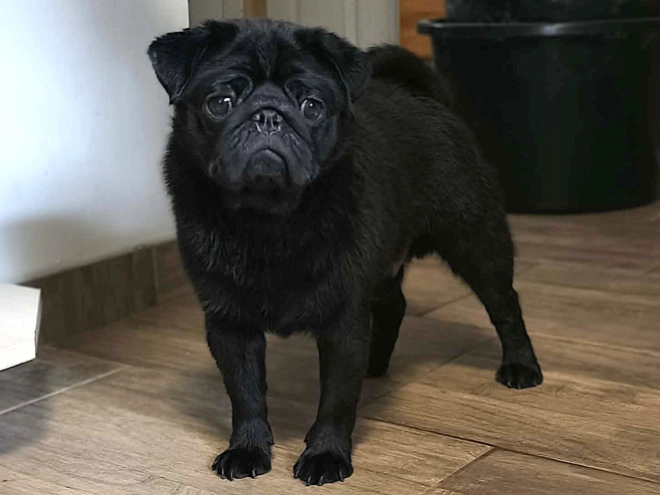 Pug puppy for sale