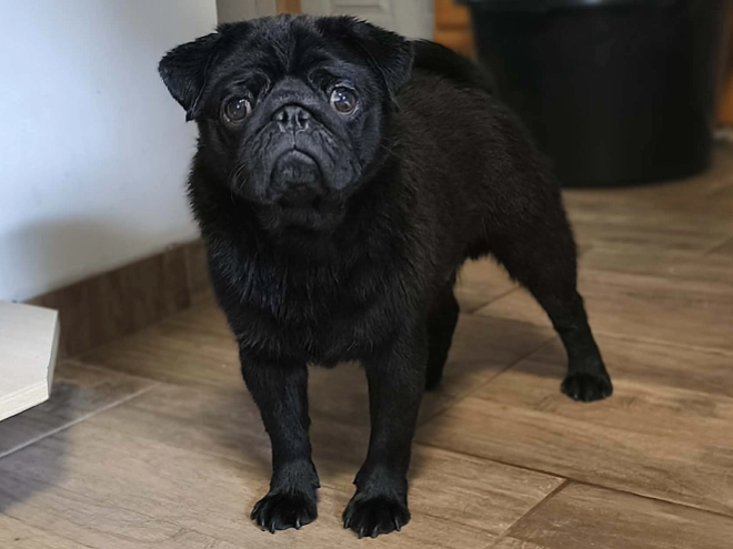 Pug puppy for sale
