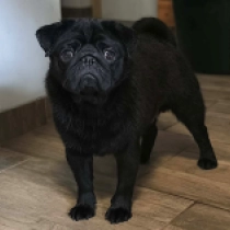 Ilay, black Pug for sale