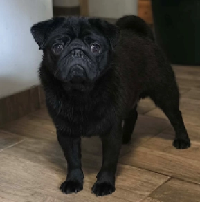 Pug puppy for sale
