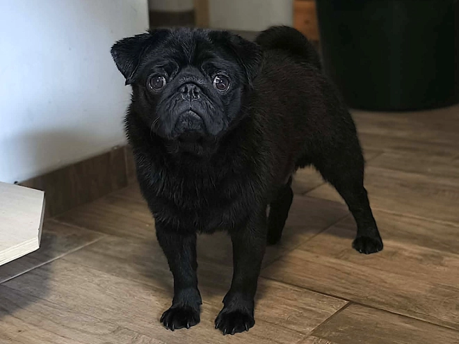 Pug puppy for sale