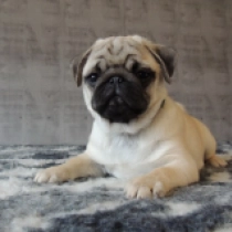 Pug puppy for sale