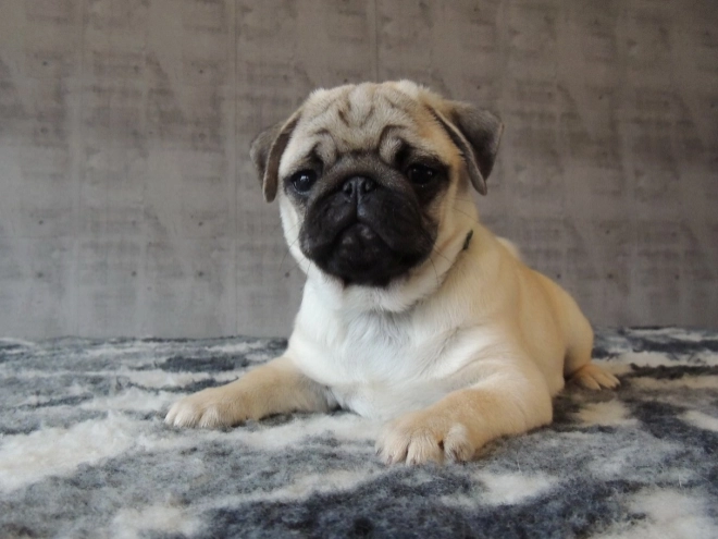 Pug puppy for sale
