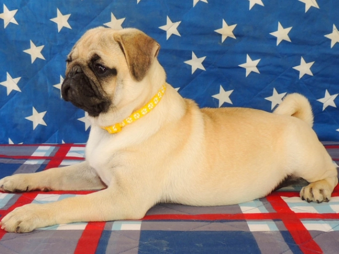 Mops Welpe kaufen