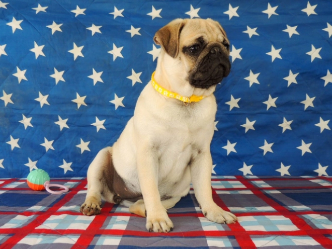 Mops Welpe kaufen