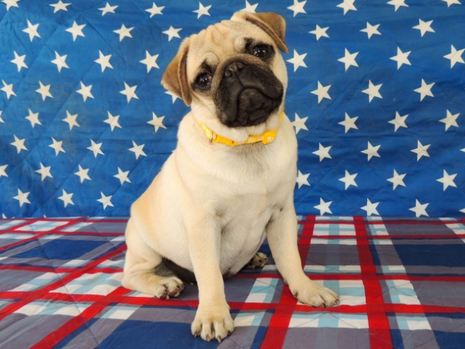 Mops Welpe kaufen