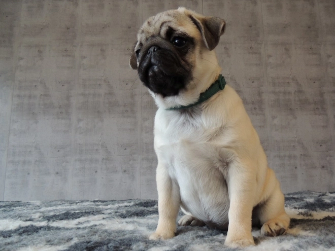 Pug puppy for sale