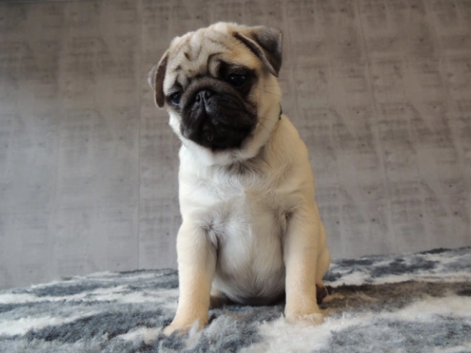 Pug puppy for sale