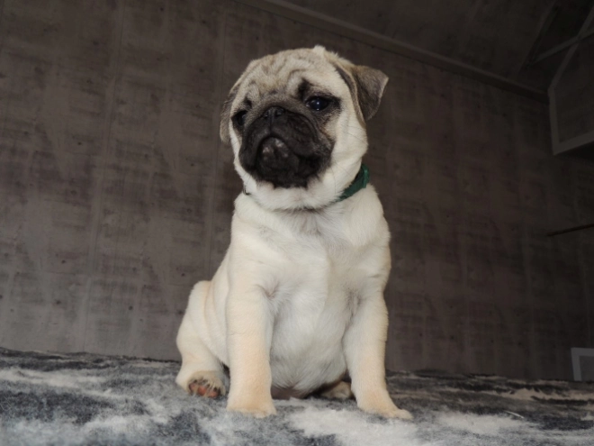 Pug puppy for sale