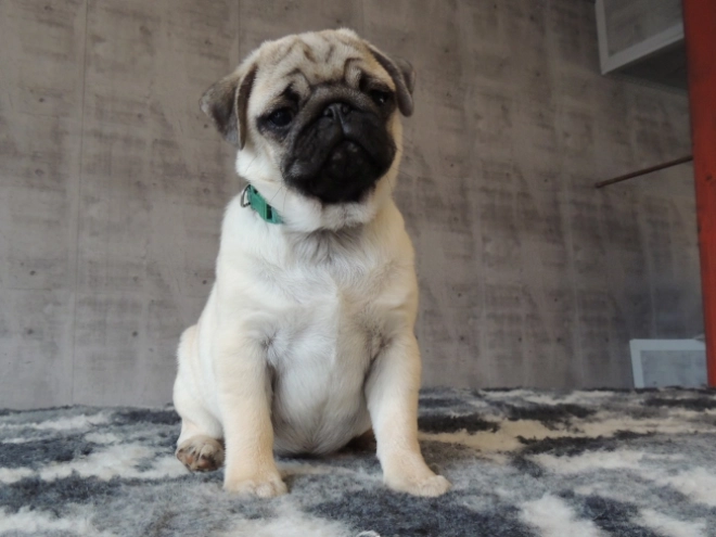 Pug puppy for sale
