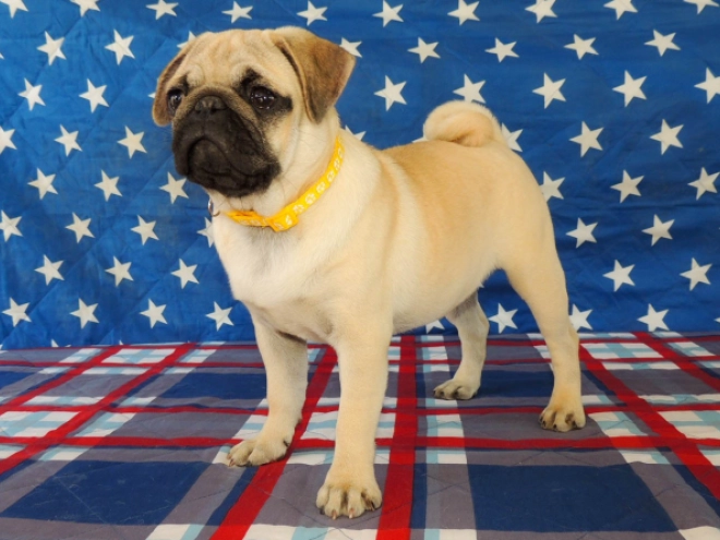 Mops Welpe kaufen