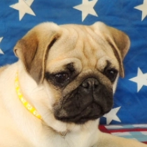 Any, beige Carlino en venta