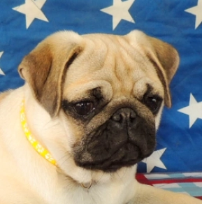 Mops Welpe kaufen