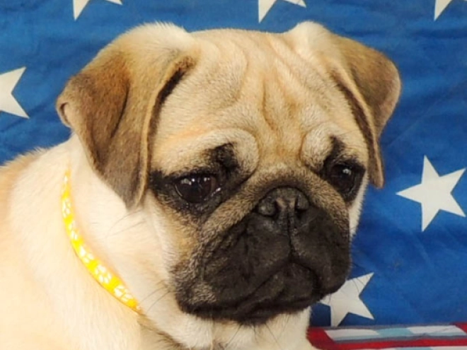Mops Welpe kaufen
