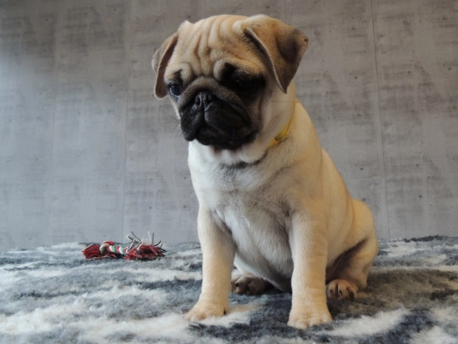 Pug puppy for sale