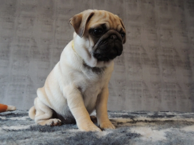 Pug puppy for sale