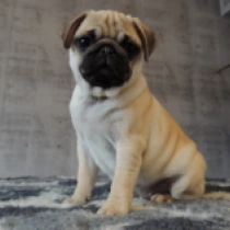 Pug puppy for sale