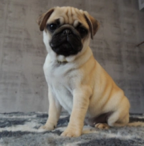 Pug puppy for sale