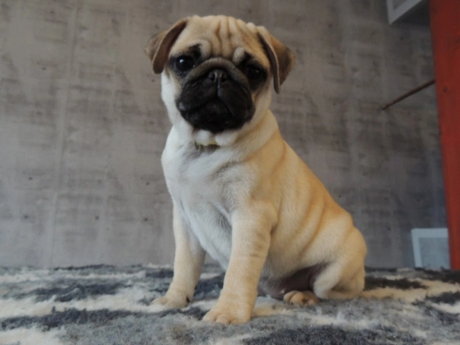 Pug puppy for sale