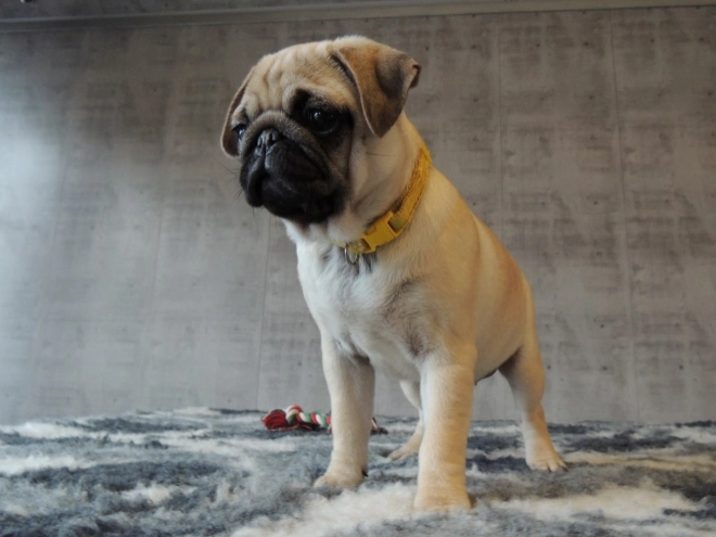 Pug puppy for sale