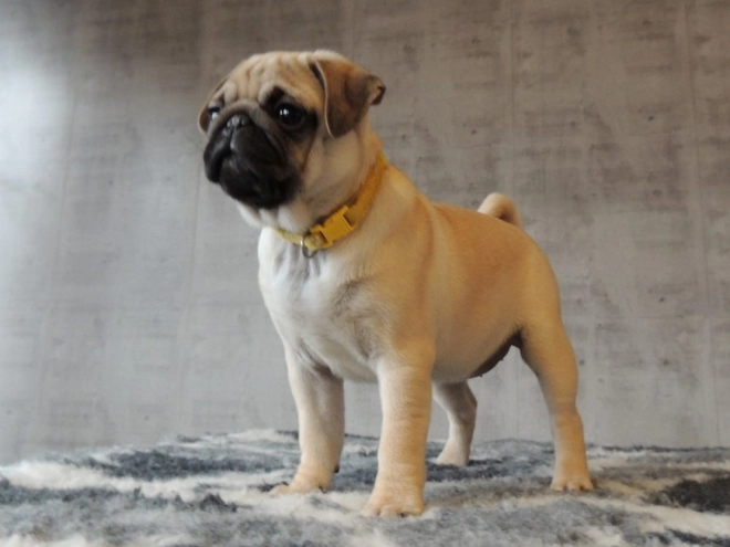 Pug puppy for sale