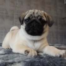 Pug puppy for sale